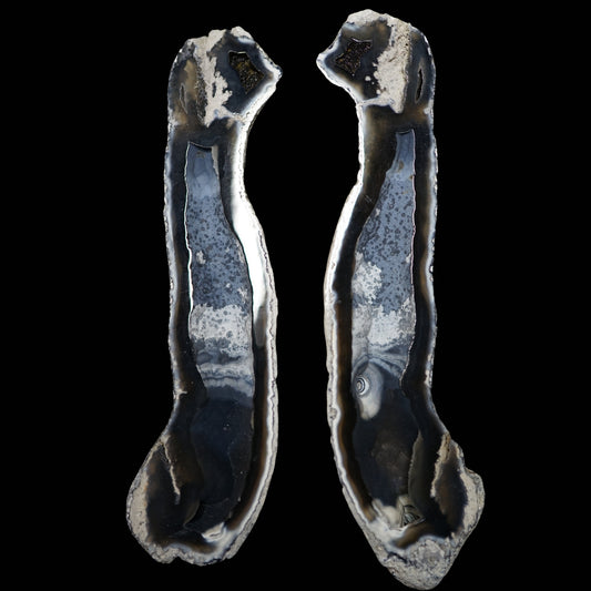 Polished Coral Geode/Fossil Pair