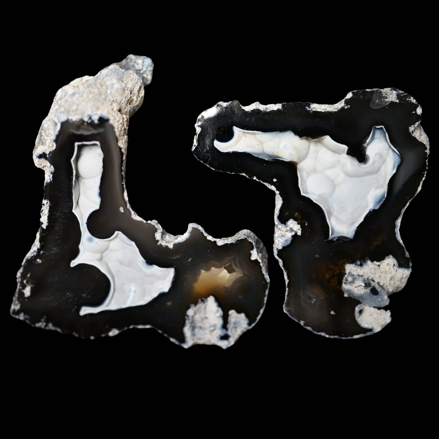 Polished Coral Geode/Fossil Pair