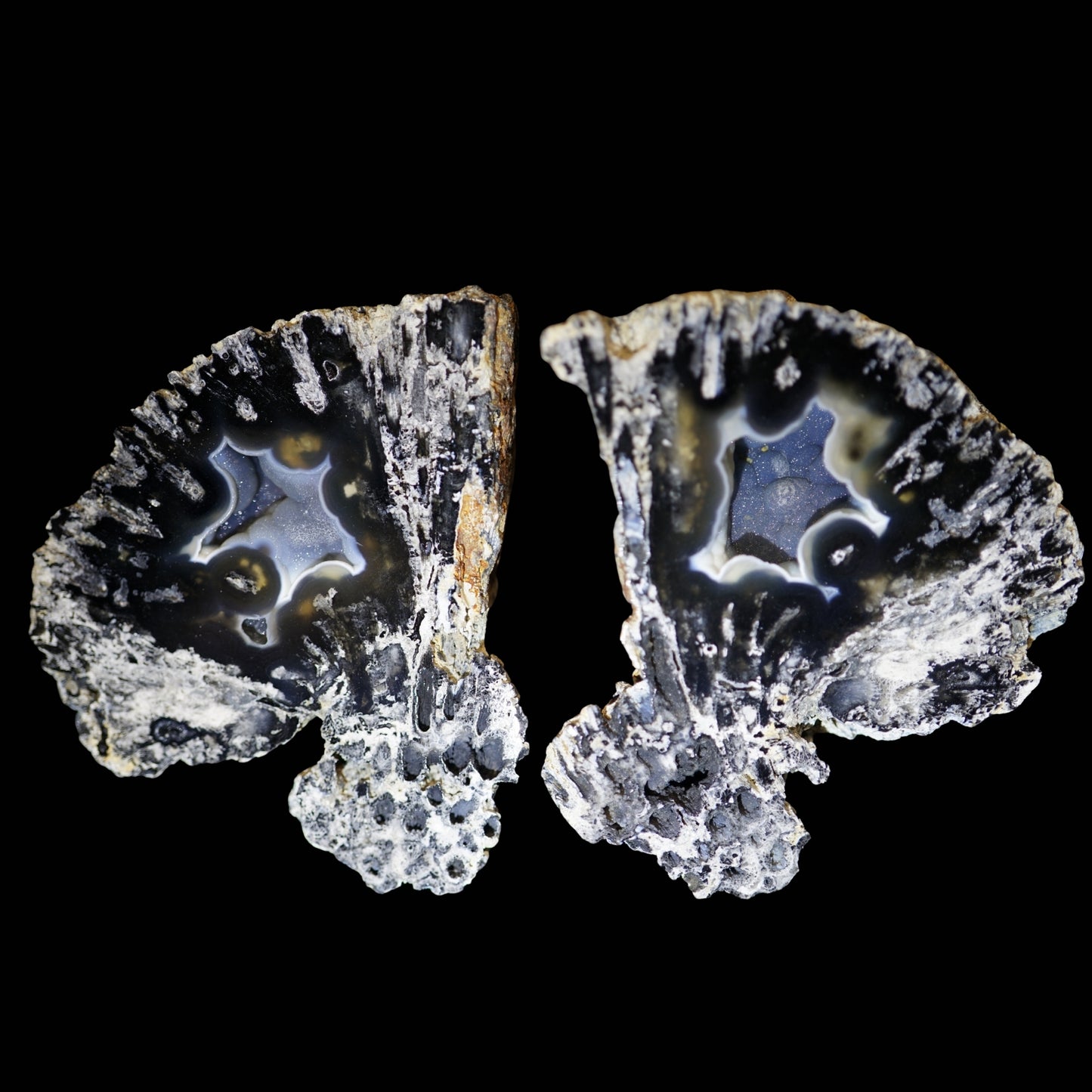 Polished Coral Geode/Fossil Pair with Crystals