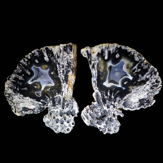 Polished Coral Geode/Fossil Pair with Crystals