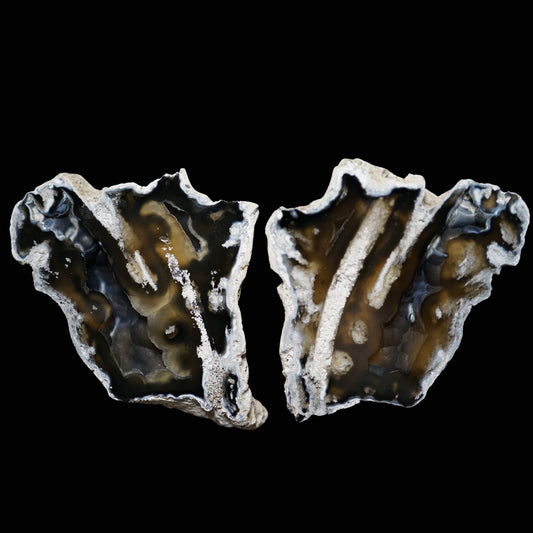 Polished Coral Geode/Fossil Pair