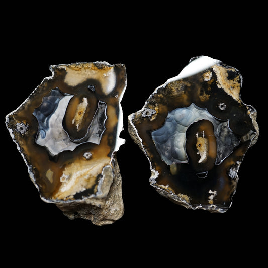 Polished Coral Geode/Fossil Pair