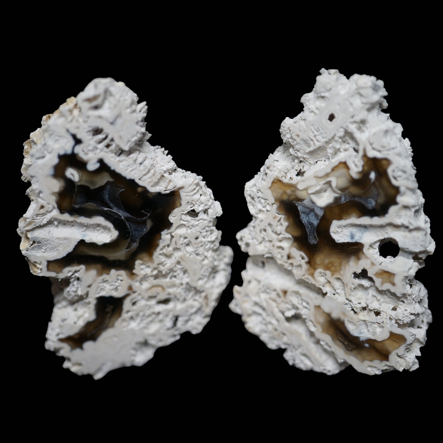 Polished Coral Geode/Fossil Pair