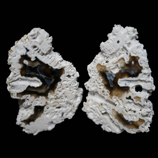 Polished Coral Geode/Fossil Pair