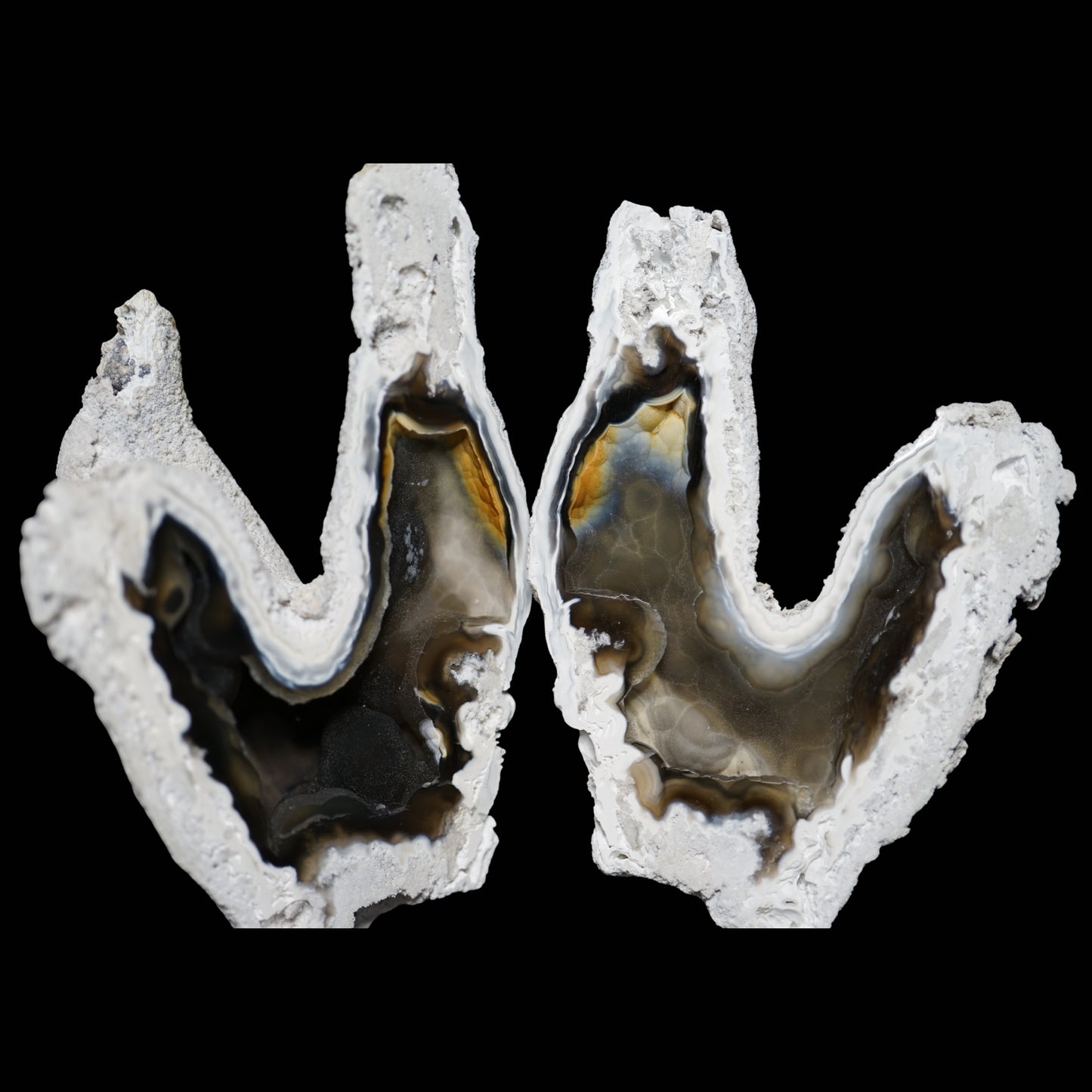 Polished Coral Geode/Fossil Pair