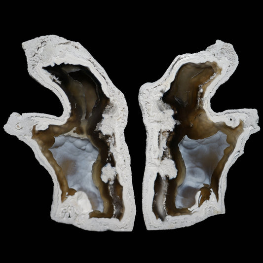 Polished Coral Geode/Fossil Pair