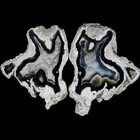 Polished Coral Geode/Fossil Pair