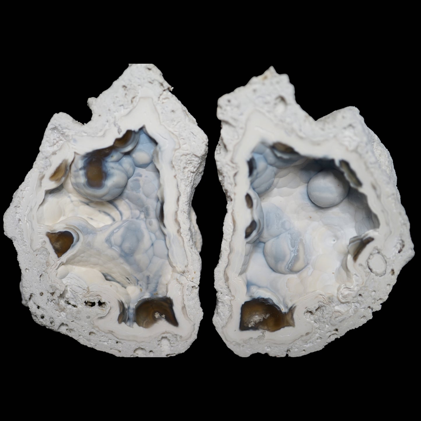 Polished Coral Geode/Fossil Pair