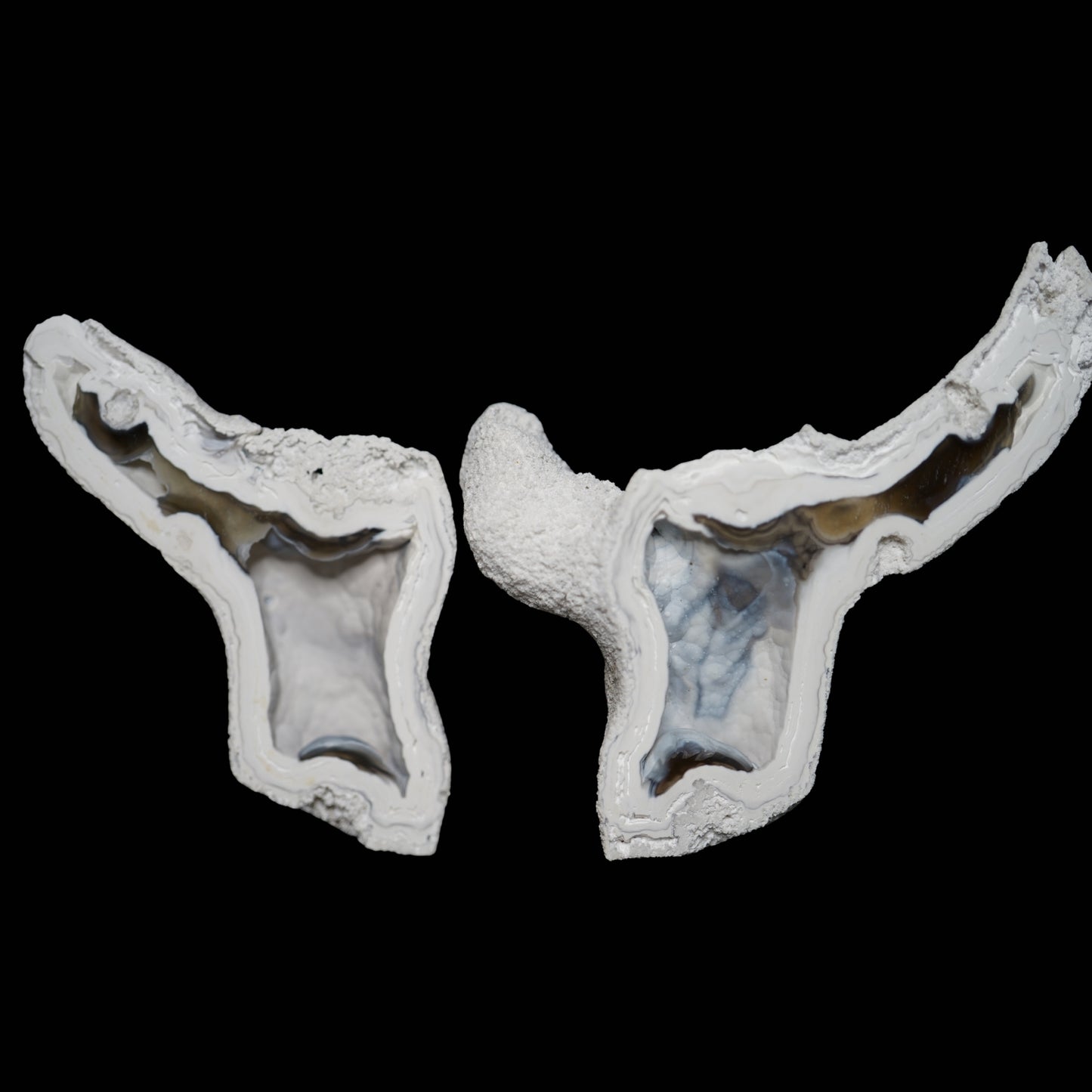 Polished Coral Geode/Fossil Pair