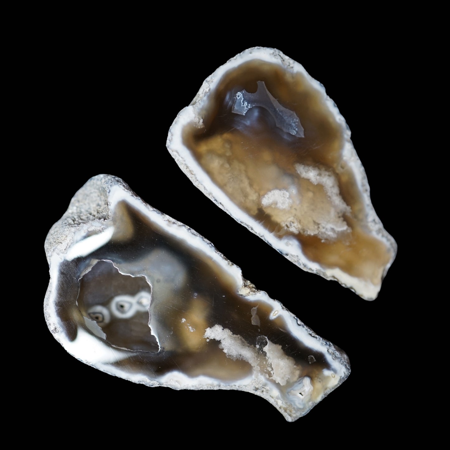 Polished Coral Geode/Fossil Pair