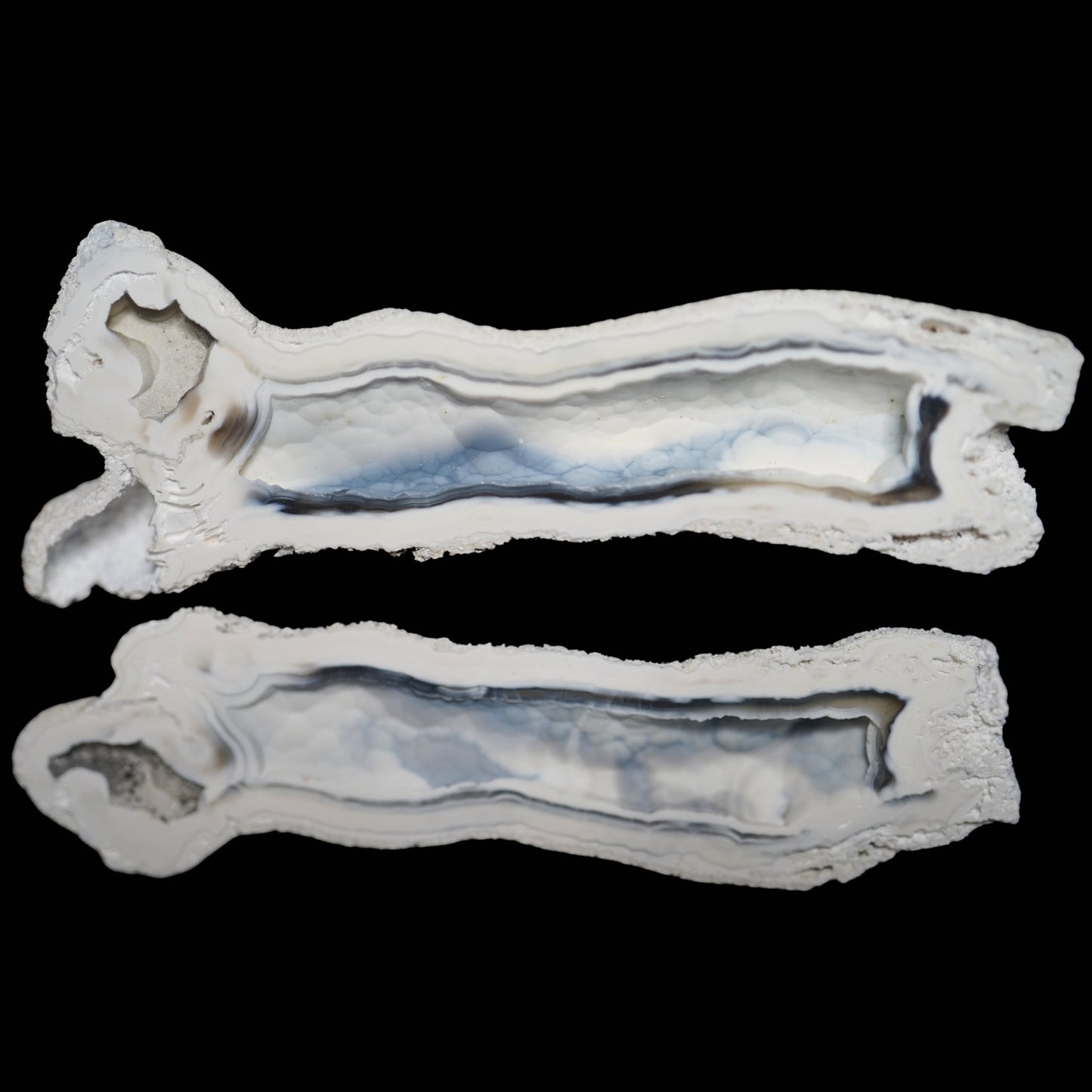 Polished Coral Geode/Fossil Pair