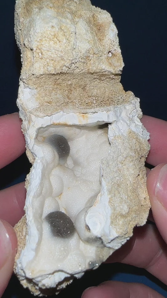 Agatized Coral Fossil with Crystals